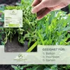 Rucola Samen (Diplotaxis tenuifolia, 750 Korn) - Wilde Produktbild-Vorschau 2