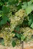 Close-up of white grapes on a vine with green leaves. Produktbild-Vorschau