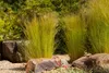 Stipa tenuissima 'Ponytails', Ziergras, ca. 1L Topf Produktbild-Vorschau 3