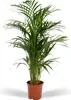 Złota palma owocowa - Areca - Ø24cm - ↕130cm Podgląd zdjęcia produktu 11