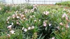 Oleander Busch 65 cm Nerium Rosenlorbeer Premium rot oder Produktbild-Vorschau 10