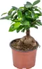 Bloomique - Ficus Ginseng - Bonsai Baum - Zimmerpflanzen - Produktbild-Vorschau 1