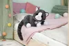 Zapf Creation BABY born My cat Cookie z pudełkiem Podgląd zdjęcia produktu 8