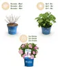 Green boutiQ - Gartenpflanze - Hydrangea Endles Summer The Produktbild-Vorschau 5