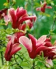 Magnolia liliiflora 'Nigra', Purpur-Magnolie, Produktbild-Vorschau 8