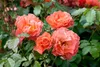 Rosa 'Westerland', róża krzewiasta, pomarańczowo-żółta, Podgląd zdjęcia produktu 1