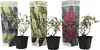 Three potted plants with decorative packaging in front of a white background. Produktbild-Vorschau