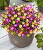 BALDUR Garten 9x Winterharte Eisblumen Summer Mix, Pflanzen Produktbild-Vorschau 2