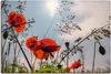 ARTland Leinwandbild Mohnblumenwiese III Größe: 60x40 cm Produktbild-Vorschau 1