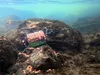 DELPHIN RiverSTIX, cestino per alimenti con peso in piombo, Anteprima dell’immagine prodotto 8