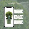 Plants by Frank | Prawdziwa kulista ostrokrzew | Ilex Podgląd zdjęcia produktu 5