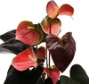 Dúhový plameniak - Anthurium andreanum "Rainbow Champion" - Náhľad obrázku produktu 3
