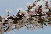 Prunus cer. 'Nigra' - Blutpflaume 60- 80 cm - Container Produktbild-Vorschau 4