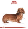 Royal Canin Dachshund Adult, Adult, Dackel, Klein (5-10 Produktbild-Vorschau 6