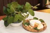 Organiczne ziolo serowe - Paederia lanuginosa - roslina Podgląd zdjęcia produktu 4