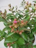 Lagerstroemia indica Purple Star ® - Chinesische Produktbild-Vorschau 2