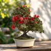 Rhododendron indicum - kwitnąca azalia - Outdoorbonsai - Podgląd zdjęcia produktu 2