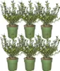Plants by Frank - Haie de houx de 1 mètre - Ilex crenata « Voir les images du produit 1