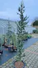 Cedrus libani 'Italie' 200–250 cm Libanonzeder immergrün Produktbild-Vorschau 1