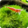 Eco Plant Marimo Ball Moss - gałęzatka 4 - 5cm Eco Plant Podgląd zdjęcia produktu 5