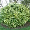 2 x japonská aukuba - Aucuba japonica 'Variegata' | 30-40 Náhled obrázku produktu 2