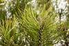 A close-up view of a pine tree branch with needles and developing cones. Produktbild-Vorschau