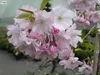 Frühe Zierkirsche Accolade - Prunus Accolade 60-100cm Produktbild-Vorschau 3