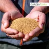 Gelbsenf 5 kg ganze Körner weißer Senf ganz Produktbild-Vorschau 2