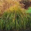 6 piante di erba ornamentale "Pennisetum alopecuroides Anteprima dell’immagine prodotto 2