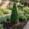 2x Ilex Jenny Pyramid P21 H80 Produktbild-Vorschau 4