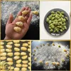 MY PASTA - Gnocchi / muszle - forma do makaronu do maszynek Podgląd zdjęcia produktu 4