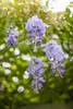 Wisteria sinensis, Chinesischer Blauregen, 40–60 cm Produktbild-Vorschau 3
