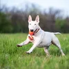 Ball am Seil für Welpen und kleine Hunde Liker Line 7 Produktbild-Vorschau 7