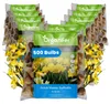 Narcisové Cibule - 500 Kvetinových Cibúľ - Dutch Master - Náhľad obrázku produktu 1