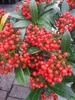 Skimmia japonica Winnies Dwarf - Japanische Skimmie - Produktbild-Vorschau 1
