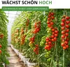 Stabtomaten Harzfeuer F1 Samen - Solanum lycopersicum - Produktbild-Vorschau 7