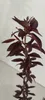 Prunus Persica 'Rubira', czerwona brzoskwinia, doniczka Podgląd zdjęcia produktu 2
