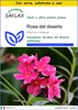 SAFLAX Insieme di coltivazione - Rosa del deserto - 8 semi Anteprima dell’immagine prodotto 1