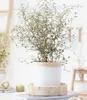BALDUR Garten 1x Maori® Sophora Cotoneaster Little Baby, Produktbild-Vorschau 1