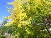 Koelreuteria paniculata  - 20 semi Anteprima dell’immagine prodotto 4