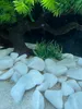 Akvarijní dekorace bonsai aquarium, dekorace do akvária, Náhled obrázku produktu 8