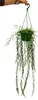 Plante d'intérieur à suspendre - Hoya linearis - Fleur de Voir les images du produit 2