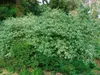 Rote Heckenkirsche 60-100 cm, im Topf - Lonicera xylosteum Produktbild-Vorschau 5