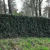 6 x Gemeiner Efeu - Hedera helix  | Topf 9cm x 9cm Produktbild-Vorschau 2