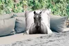MuchoWow® Outdoor Kissen - Pferd - Schwarz - Weiß - Porträt Produktbild-Vorschau 2