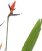 Emerald Künstliche Strelitzie mit 4 Blüten im Topf 150 cm Produktbild-Vorschau 4