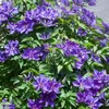 A close-up view of a cluster of blooming purple clematis flowers with green leaves. Anteprima dell’immagine prodotto