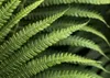 Komar Vlies Fototapete "Farn", grün, 350 x 250 cm Produktbild-Vorschau 2