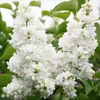 Green boutiQ - Plante de jardin - Syringa vulgaris mme Voir les images du produit 5