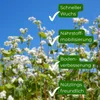 Samenshop24® Buchweizen Gründünger Inhalt: 1kg Produktbild-Vorschau 3